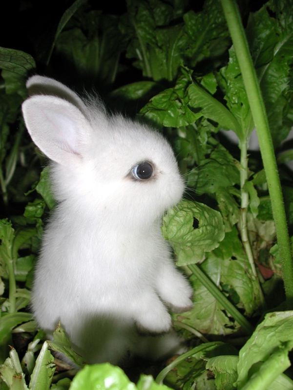little-bunny
